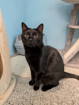 Silk -CHWK Mr Pets -  Domestic Short Hair Cat for Adoption in Chilliwack, British Columbia - Silk -CHWK Mr Pets | PetCurious