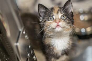 Domestic Short Hair Cats Available for Adoption in Charlotte, North Carolina - A1264016 | PetCurious