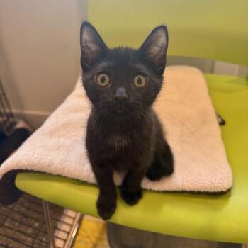 Bubbles -  Domestic Short Hair Cat for Adoption in Louisville, Kentucky - Bubbles | PetCurious