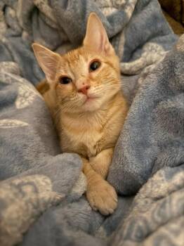 Maltaise -  Domestic Short Hair Cat for Adoption in Sebastian, Florida - Maltaise | PetCurious