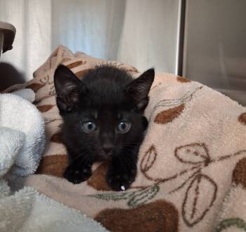 Rescue Domestic Short Hair Cats for Adoption in Seguin, Texas - JD | PetCurious