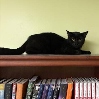 Frostbite -  Domestic Short Hair Cat for Adoption in Bloomington, Illinois - Frostbite | PetCurious