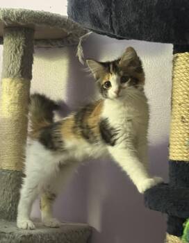 Greta -  Domestic Long Hair Cat for Adoption in Garden City, Michigan - Greta | PetCurious
