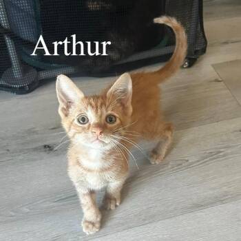 Domestic Short Hair Cats Available for Adoption in San Tan Valley, Arizona - Arthur | PetCurious