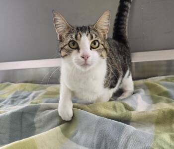 Domestic Short Hair Cats Available for Adoption in Dickson, Tennessee - Mitsy | PetCurious