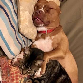 Domestic Short Hair Cats Available for Adoption - Mikey | PetCurious