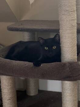 Rescue Domestic Short Hair Cats for Adoption - Gilligan | PetCurious