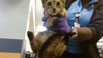 Domestic Short Hair Cats Available for Adoption in Doral, Florida - GRIP HOOK | PetCurious