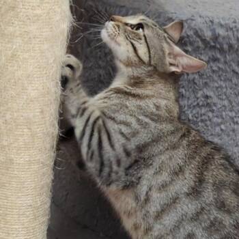 Ryleigh -  Domestic Short Hair Cat for Adoption in Denison, Texas - Ryleigh | PetCurious