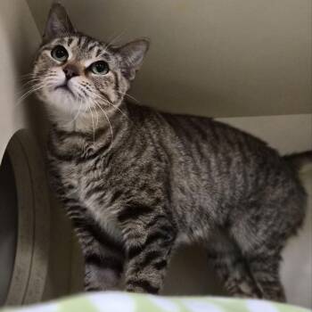 Seraphina -  Domestic Short Hair Cat for Adoption in South Elgin, Illinois - Seraphina | PetCurious