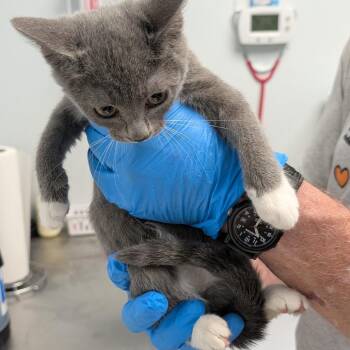 Kai -  Domestic Short Hair Cat for Adoption in Las Vegas, Nevada - Kai | PetCurious
