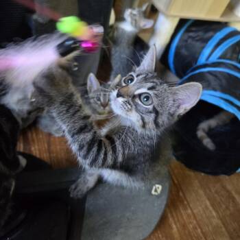 Ellie -  Domestic Short Hair Cat for Adoption in Fort Worth, Texas - Ellie | PetCurious