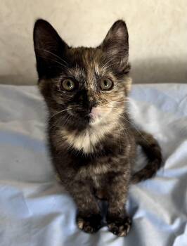 Domestic Short Hair Cats Available for Adoption in Rocky Hill, Connecticut - Lilac | PetCurious