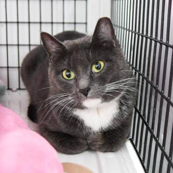 Domestic Short Hair Cats Available for Adoption - Dulcie | PetCurious