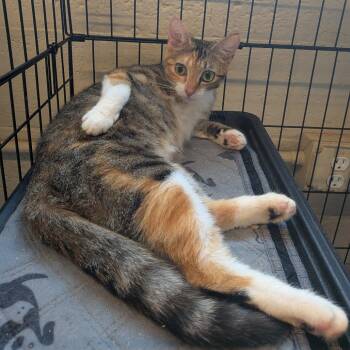 Debra -  Domestic Long Hair Cat for Adoption in Huntington, West Virginia - Debra | PetCurious