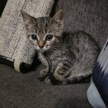 Rescue Domestic Short Hair Cats for Adoption in Beulaville, North Carolina - Earl Of York | PetCurious