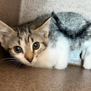 Becca -  Domestic Short Hair Cat Available for Adoption in Birmingham, Alabama - Becca | PetCurious