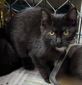 Binx -  Domestic Short Hair Cat for Adoption in Apollo, Pennsylvania - Binx | PetCurious
