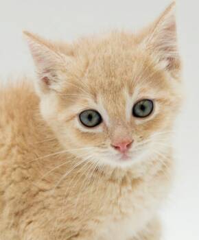Kevin omg kute kute KUTE - loves his bro Kato -  Tabby Cat for Adoption in Bedford Hills, New York - Kevin Omg Kute Kute KUTE - Loves His Bro Kato | PetCurious