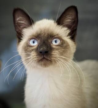 Porsche -  Domestic Short Hair Cat for Adoption in Buena Vista, Colorado - Porsche | PetCurious