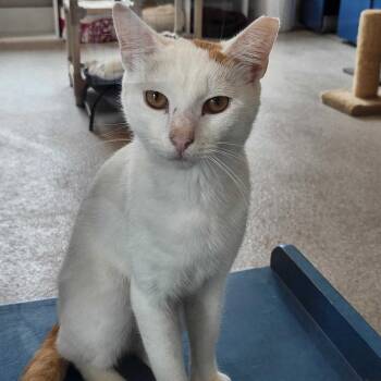 Cream Soda -  Domestic Short Hair Cat for Adoption in Englewood, Florida - Cream Soda | PetCurious
