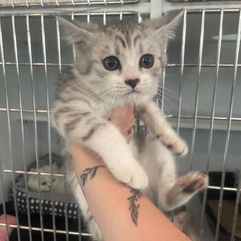 Persian Cats Available for Adoption in Chanute, Kansas - Missy | PetCurious