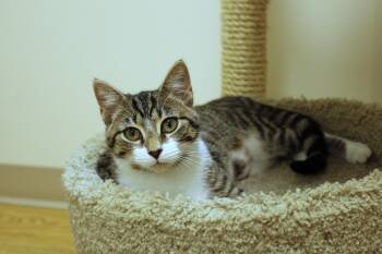 Rescue American Shorthair Cats for Adoption in Urbana, Ohio - Tallulah | PetCurious