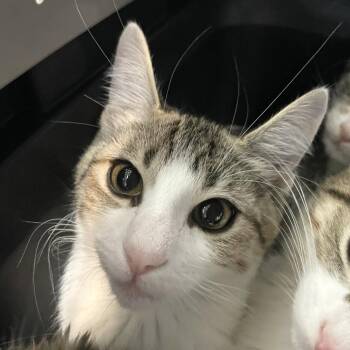 Moon Joy -  Domestic Short Hair Cat for Adoption in Carencro, Louisiana - Moon Joy | PetCurious