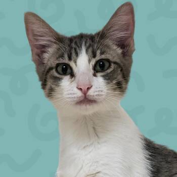 Gummy Bear -  Domestic Short Hair Cat for Adoption in Reno, Nevada - Gummy Bear | PetCurious