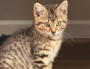 STEVIE -  Domestic Short Hair Cat for Adoption in Colorado Springs, Colorado - STEVIE | PetCurious