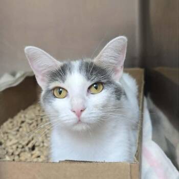 Lottie -  Domestic Short Hair Cat for Adoption in Orange, Virginia - Lottie | PetCurious