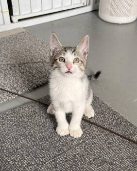 Domestic Short Hair and Tabby Cats Available for Adoption in Jefferson, Louisiana - Benedict | PetCurious