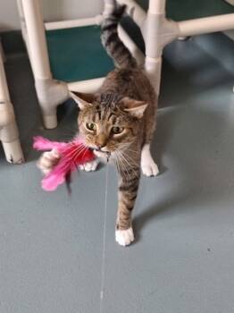 Rescue Domestic Short Hair Cats for Adoption in Bath, New York - Briggs | PetCurious
