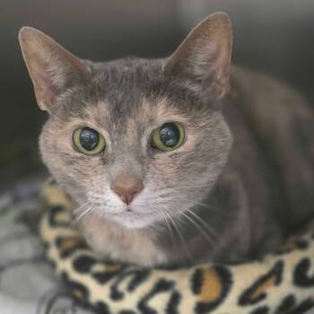 Rescue Domestic Short Hair Cats for Adoption in Huntsville, Alabama - Kahleesi | PetCurious