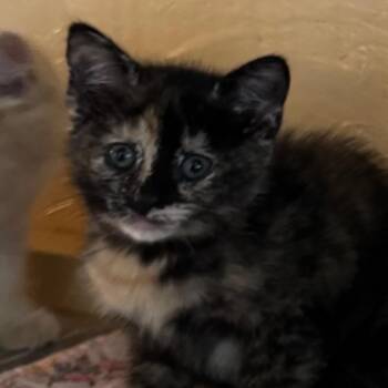 Cake -  Domestic Short Hair Cat for Adoption in Kennebunk, Maine - Cake | PetCurious