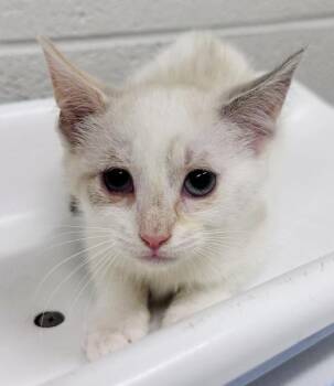 KIMCHI -  Domestic Short Hair Cat for Adoption in Derwood, Maryland - KIMCHI | PetCurious