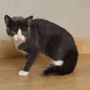 Moe C70584 -  Domestic Short Hair Cat for Adoption in Minnetonka, Minnesota - Moe C70584 | PetCurious