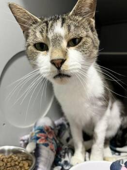 Melly -  Domestic Short Hair Cat for Adoption in Dayton, Minnesota - Melly | PetCurious