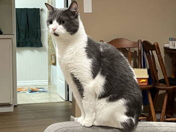 Rescue Tuxedo and Domestic Short Hair Cats for Adoption in San Jose, California - Binx | PetCurious