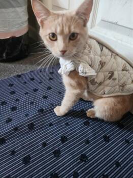 Rescue Domestic Short Hair Cats for Adoption in Mokena, Illinois - Guera | PetCurious