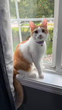 Rescue Tabby and Domestic Short Hair Cats for Adoption - Loppy | PetCurious