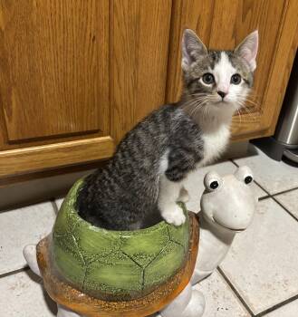 Domestic Short Hair Cats Available for Adoption - Clay | PetCurious