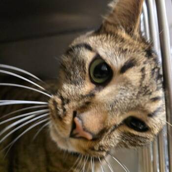 Domestic Short Hair Cats Available for Adoption in Waldorf, Maryland - Willy | PetCurious