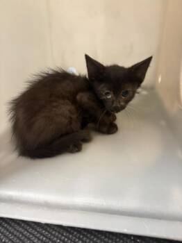 STAR -  Domestic Short Hair Cat for Adoption in Thousand Palms, California - STAR | PetCurious