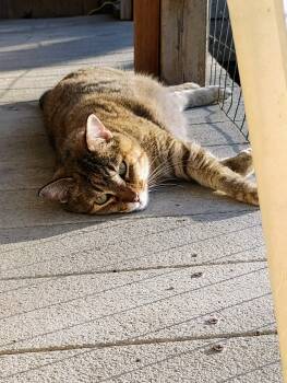 Rescue Domestic Short Hair and Torbie Cats for Adoption in Andover, Kansas - PHOENIX | PetCurious