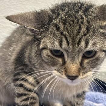 Mittens (white collar) -  Domestic Short Hair Cat Available for Adoption in Philadelphia, Pennsylvania - Mittens (white Collar) | PetCurious