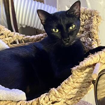 Freya -  Domestic Short Hair and Manx Cat for Adoption in Houston, Texas - Freya | PetCurious