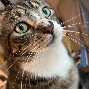 Gizmo (Im 4) -  Domestic Short Hair Cat for Adoption in Enfield, Connecticut - Gizmo (Im 4) | PetCurious