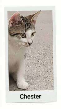 Chester -  Domestic Short Hair Cat for Adoption in Caistor Centre, Ontario - Chester | PetCurious