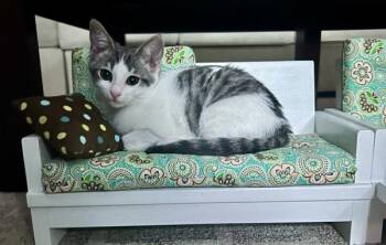 Rescue Domestic Short Hair Cats for Adoption in Bonsall, California - Gretchen 4887 | PetCurious